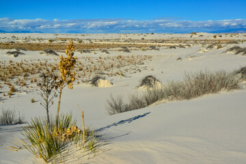 Drought-resistant desert plants and Yucca plants growing in White Sands National Monument, New Mexico, USA
