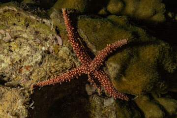 Starfish On the seabed in the Red Sea, eilat israel
