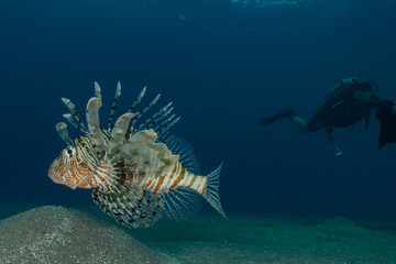 Lion fish in the Red Sea colorful fish, Eilat Israel
