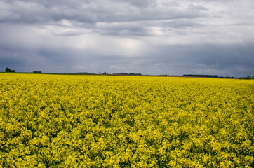 Fototapeta premium The field of rapeseed goes to the horizon where the forest begins. Ecological farming