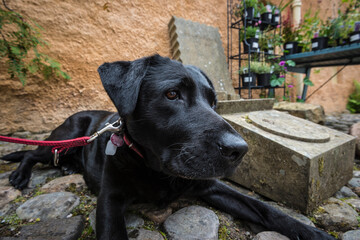 black labrador retriever dog