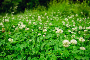 A field of blooming white clover flowers