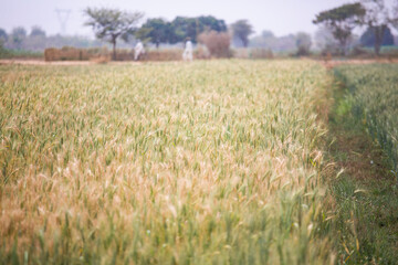 field of wheat