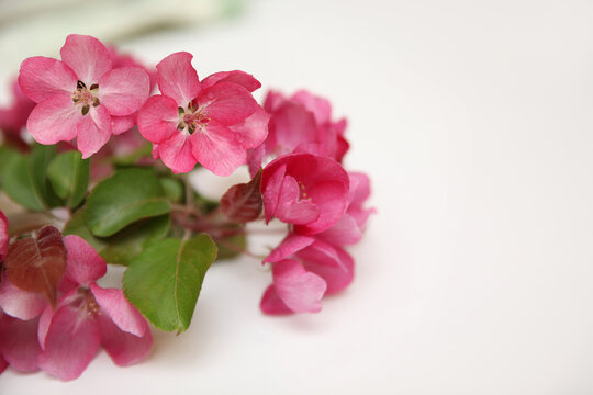 Bright pink flowers and Apple leaves on a white background