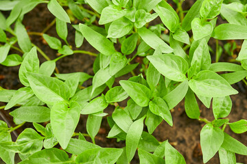 full frame young pepper sprouts. vegetable farming concept.