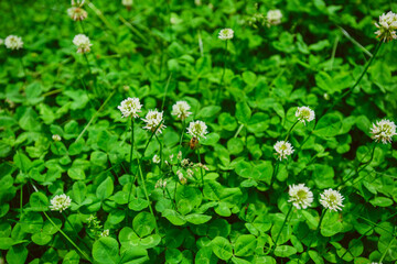 A field of blooming white clover flowers