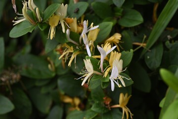 Fototapeta premium Japanese honeysuckle / Caprifoliaceae evergreen creeper