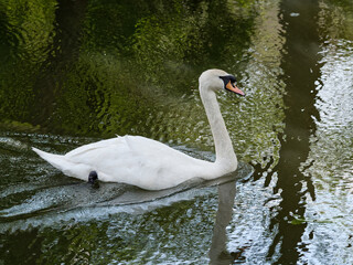 Naklejka na ściany i meble Swan swimming on canal