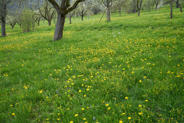 Blooming dandelion flowers on a meadow in germany in spring