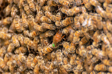 Inspection of a honeycomb frame from a beehive with carniolan honey bees in a small apiary in...