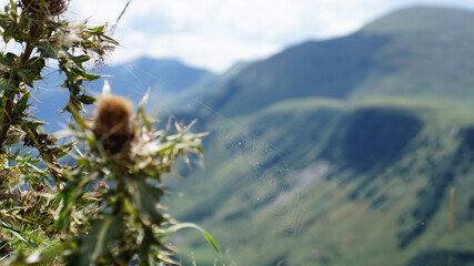 Cobweb in the mountain in summer day - blurred background