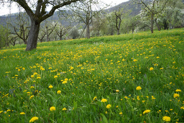 Blooming dandelion flowers on a meadow in germany in spring