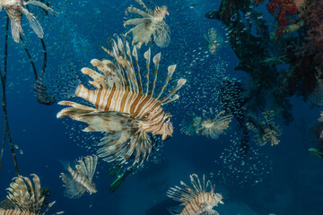 Lion fish in the Red Sea colorful fish, Eilat Israel
