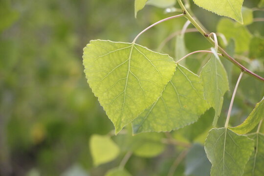 leaves of the Fremont Cottonwood tree