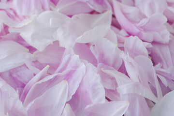 Close up image of pink gentle peony petals background. Romantic concept. Copyspace for text. Greetings for holidays.