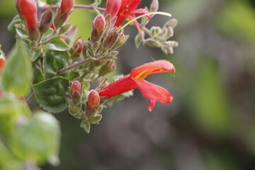 heart leaved keckiella in spring