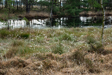 Fototapeta na wymiar cotton grass field in spring