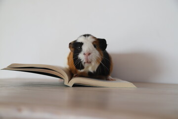 guinea pig reading book