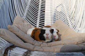 happy guinea pigs on an armchair