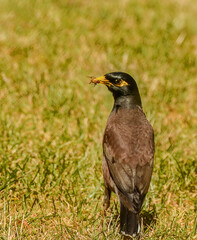 Maina is a medium-sized warbler of the starling family.