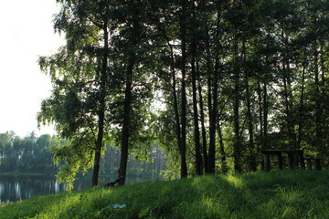 morning in the forest near lake