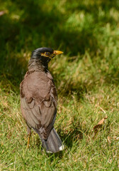 Maina is a medium-sized warbler of the starling family.