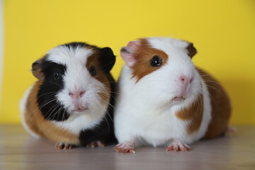 happy guinea pigs