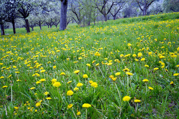Blooming dandelion flowers on a meadow in germany in spring