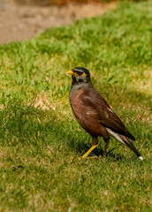 Maina is a medium-sized warbler of the starling family.