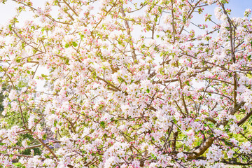 Apple tree branches with white blossom. Spring apple blossom. Sunlight through the branches.