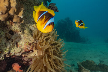 Fototapeta na wymiar Clownfish in the Red Sea Colorful and beautiful, Eilat Israel 