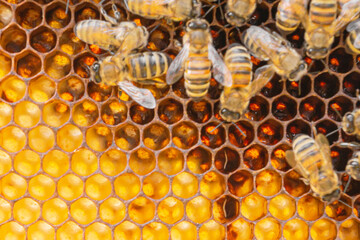 Close-up of tiny white eggs laid in hexagonal cells and taken care by working bees. Honeycomb with carniolan honey bees seen in an apiary on a warm sunny day in Trentino, Italy.