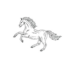 Obraz na płótnie Canvas Vector hand drawn doodle sketch horse isolated on white background