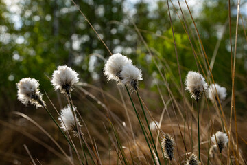 cotton grass close up in spring in germany