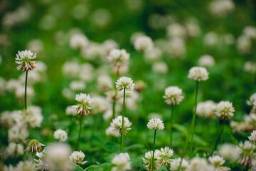 A field of blooming white clover flowers