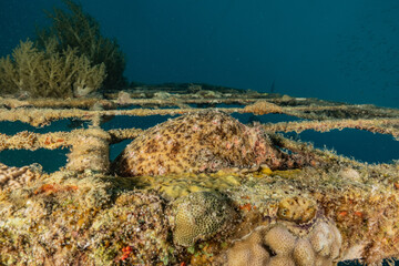 Coral reef and water plants in the Red Sea, Eilat Israel
