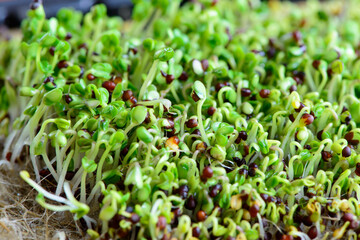 fresh micro greens seeds and green young broccoli sprouts healthy eating vegan diet
