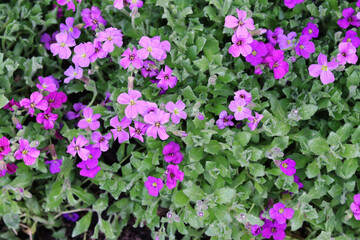 Auburn flowers in spring garden