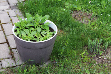 flower seedlings in a plastic pot in the garden