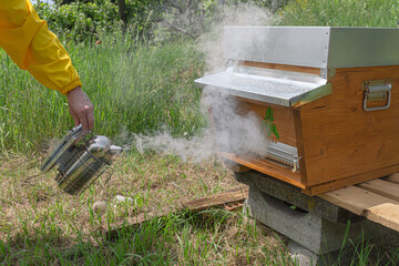 Young beekeeper in yellow protective work wear uses a smoker over the hive body to calm the carniolan honey bees in a small private apiary on a green meadow  in Trentino, Italy on a warm sunny day