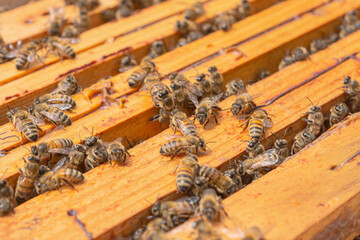 Close-up of kind-natured working bees on the top of wooden honeycomb frames in the beehive. Inspection of a hive with carniolan honey bees in a small apiary in Trento, Italy on a warm sunny day.