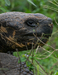 Fototapeta premium Ancient protected wild tortoise from Galapagos Island 