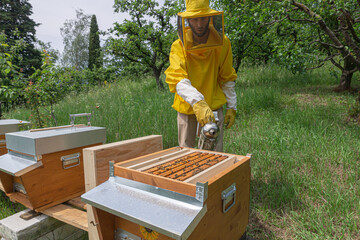 Young beekeeper in yellow protective work wear uses a smoker over the hive body to calm the carniolan honey bees in a small private apiary on a green meadow  in Trentino, Italy on a warm sunny day