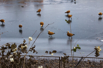 fire ducks ogar birds on ice - obrazy, fototapety, plakaty