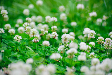 A field of blooming white clover flowers