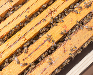 Close-up of kind-natured working bees on the top of wooden honeycomb frames in the beehive. Inspection of a hive with carniolan honey bees in a small apiary in Trento, Italy on a warm sunny day.