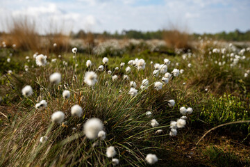 cotton grass close up in spring in germany