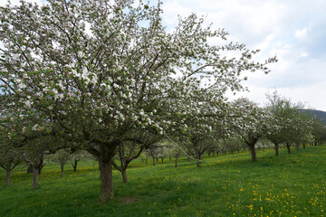 Single blossoming tree in spring.