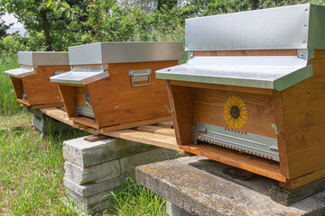 Three decorated wooden beehives visited by a beekeeper. Carniolan honey bee colonies in a small...