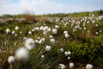 cotton grass close up in spring in germany